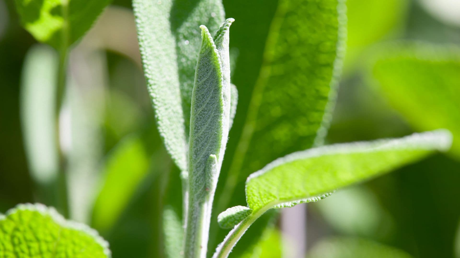 Salvia Hero
