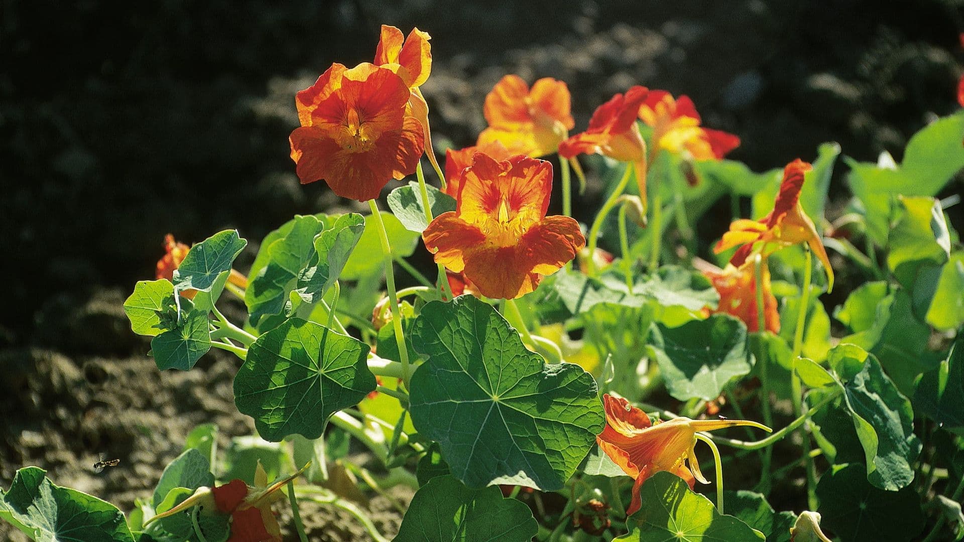 Tropaeolum Hero