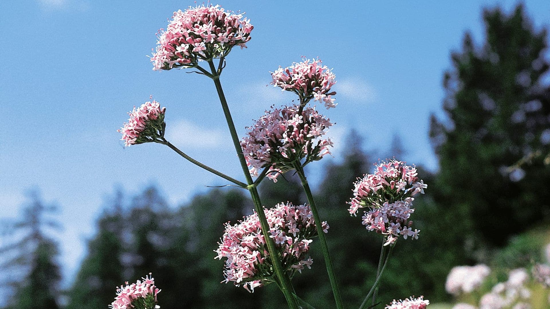 Nahaufnahme von blühender Baldrianpflanze mit rosa Blüten vor einem Hintergrund aus Nadelbäumen und blauem Himmel.