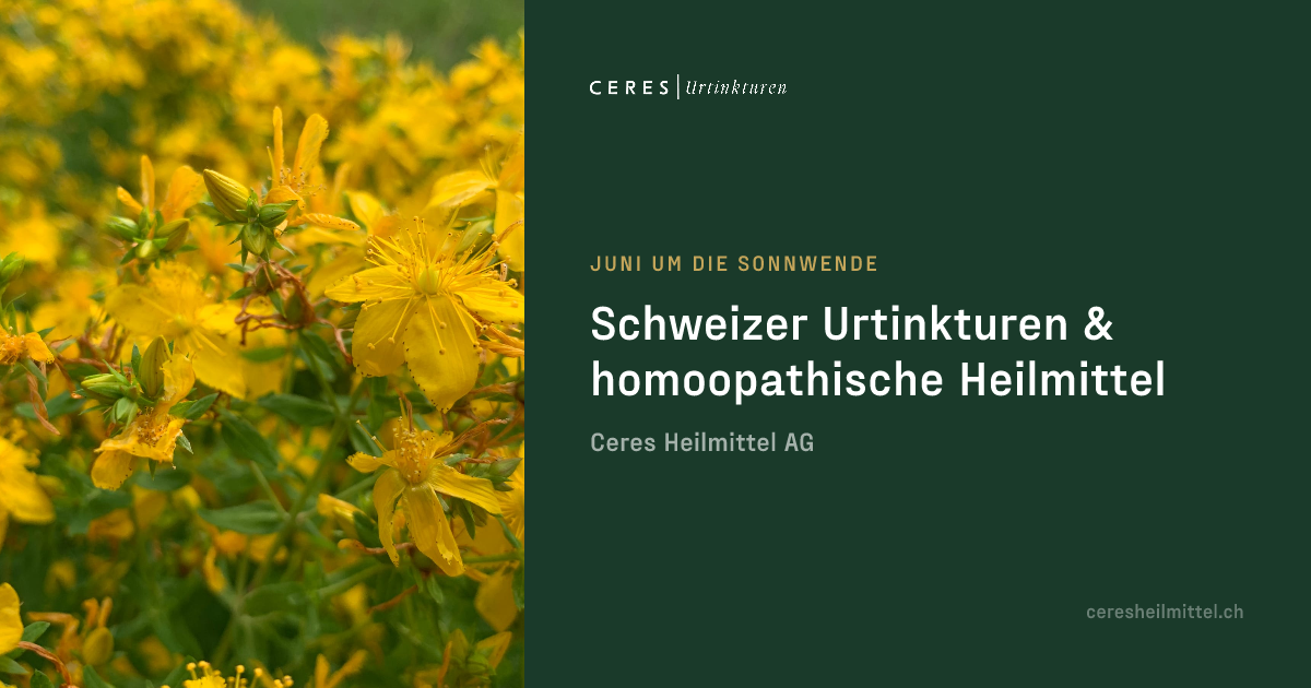 philodendron monstera fensterblatt Zimmerpflanzen Dnger, Monstera Dnger, 6 Monate Depotwirkung  PlantMe