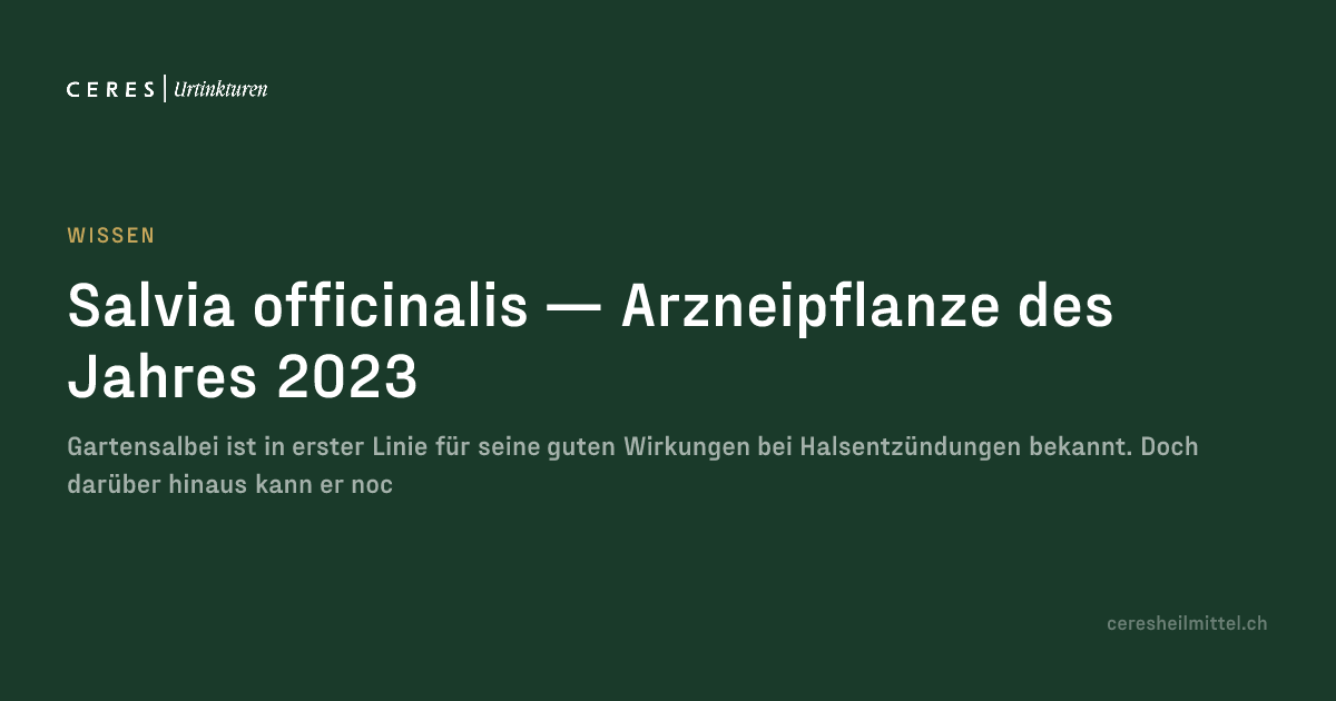 Salvia officinalis — Arzneipflanze des Jahres 2023 · Ceres Heilmittel
