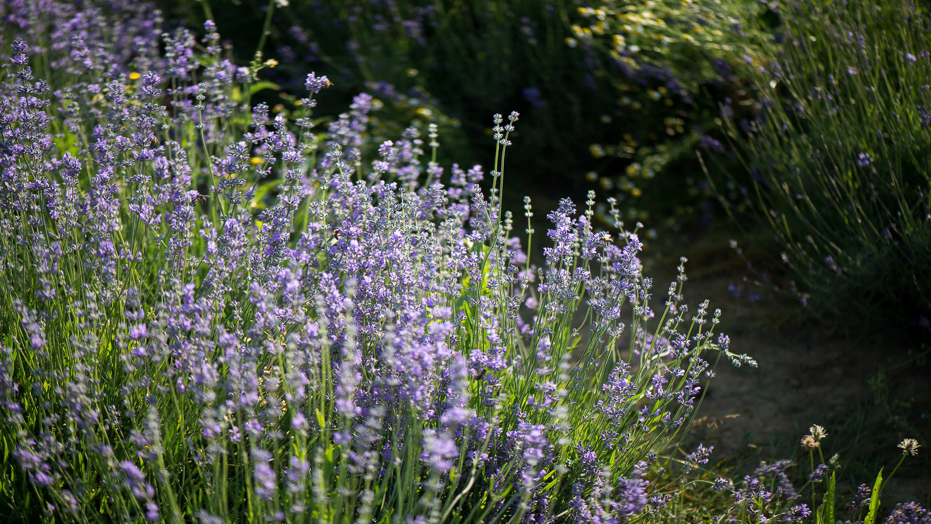 Lavendelstrauch, lila Lavendel, Lavandula