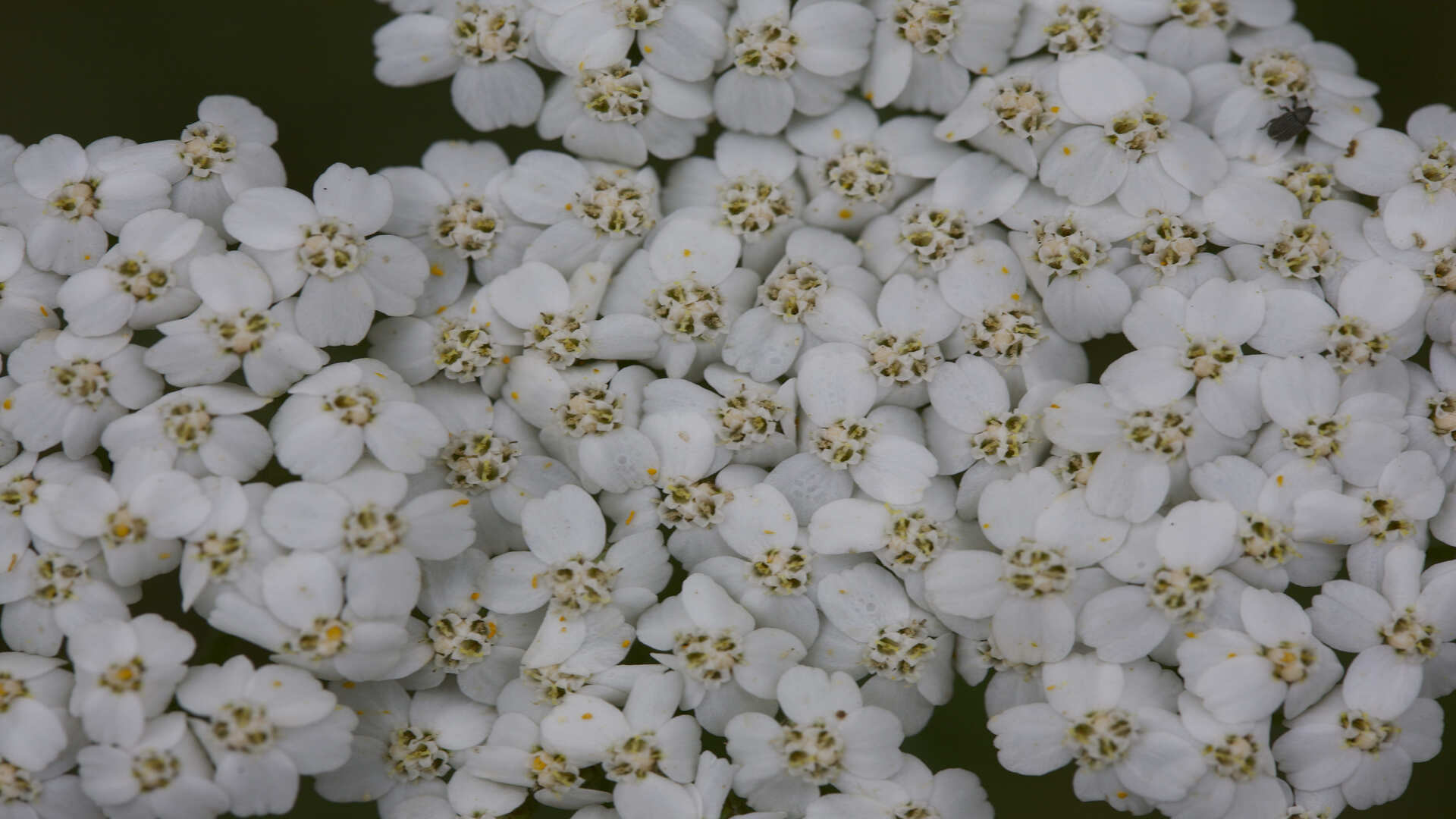 Blüten der Schafgarbe, Schafgarbe Blüte, Schafgarbe, Millefolium