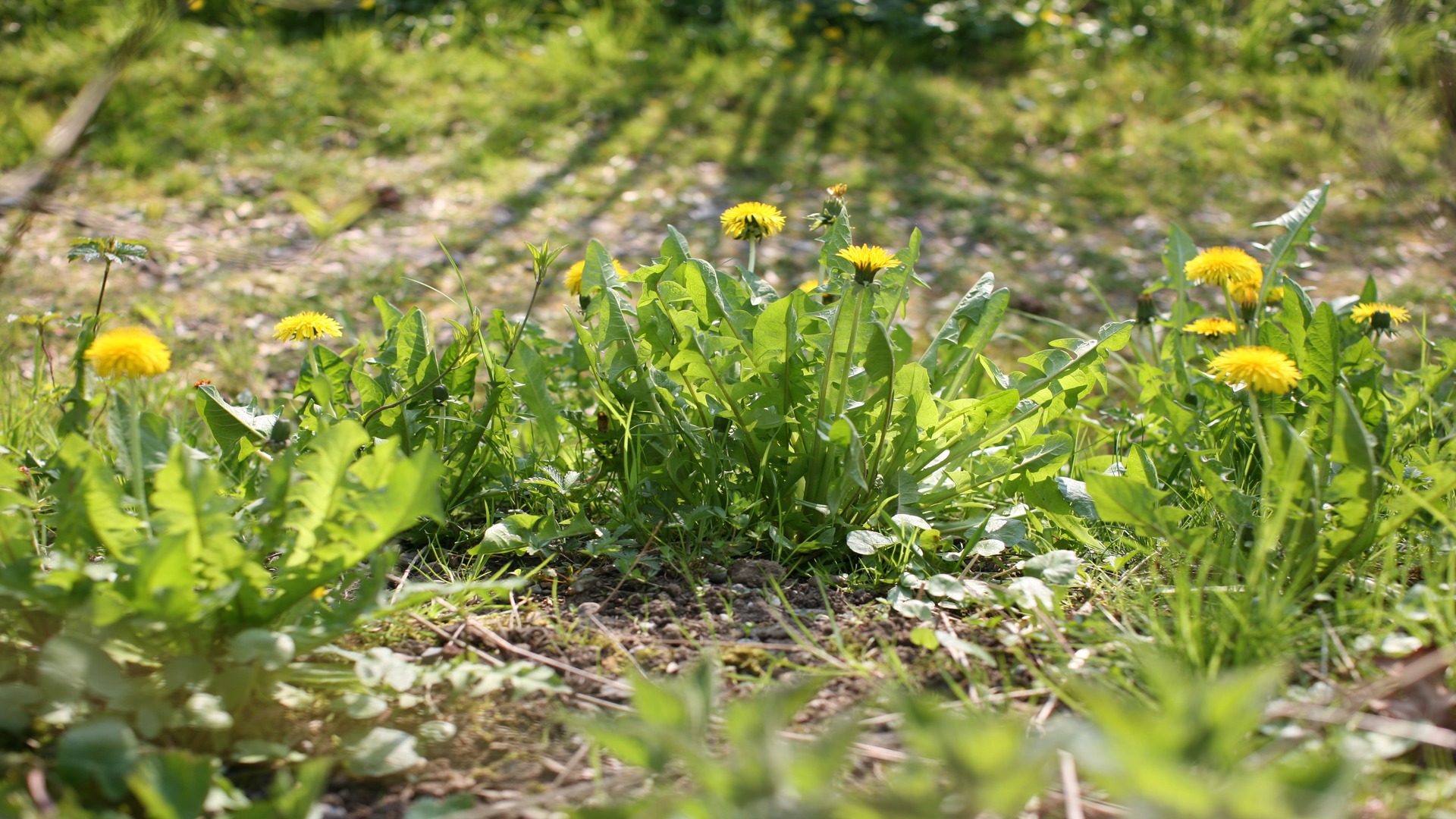  Fleur de pissenlit, champ de pissenlit, Pissenlit, Taraxacum