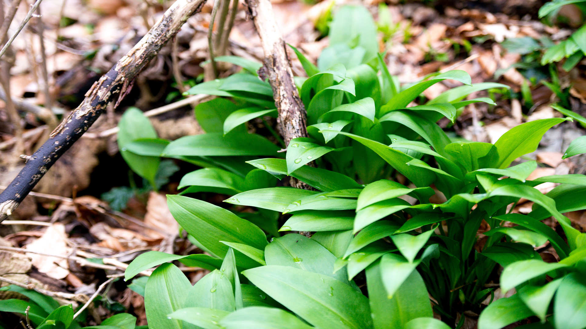 Bärlauch im Wald, Bärlauch, Allium ursinum 