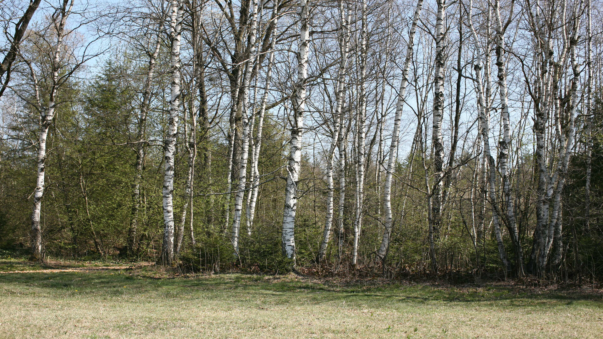 Waldstück voller Birkenbäumen, Birke, Betula pendula folium 
