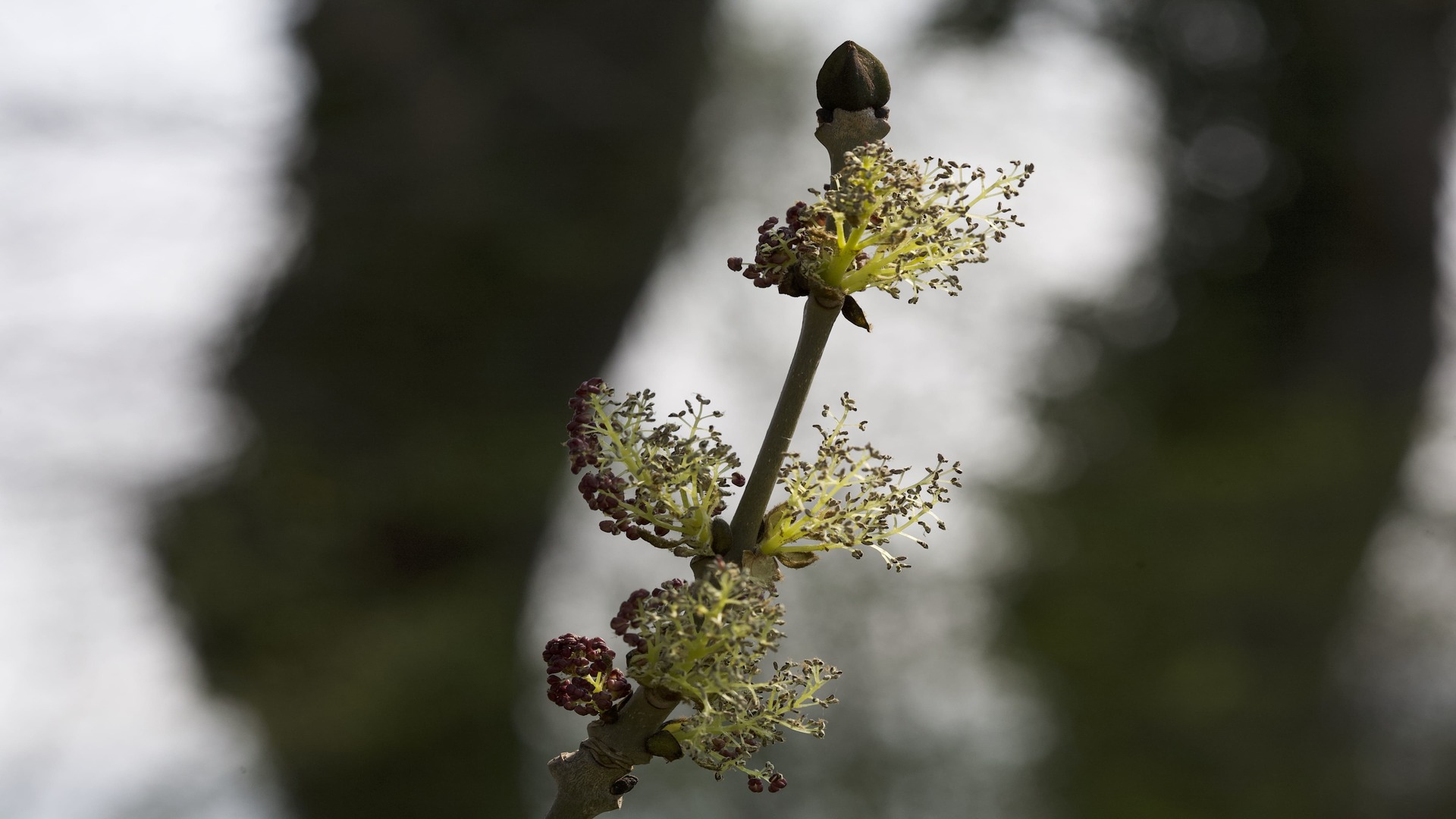 Esche-Blüte, Fraxinus excelsior folium