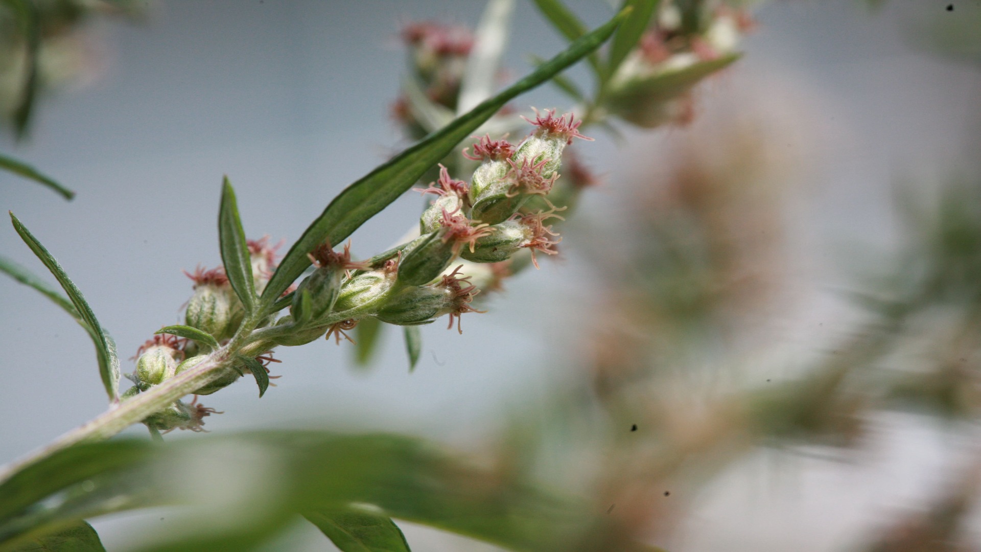 Blüte des Beifusses, Beifuss, Artemisia vulgaris 