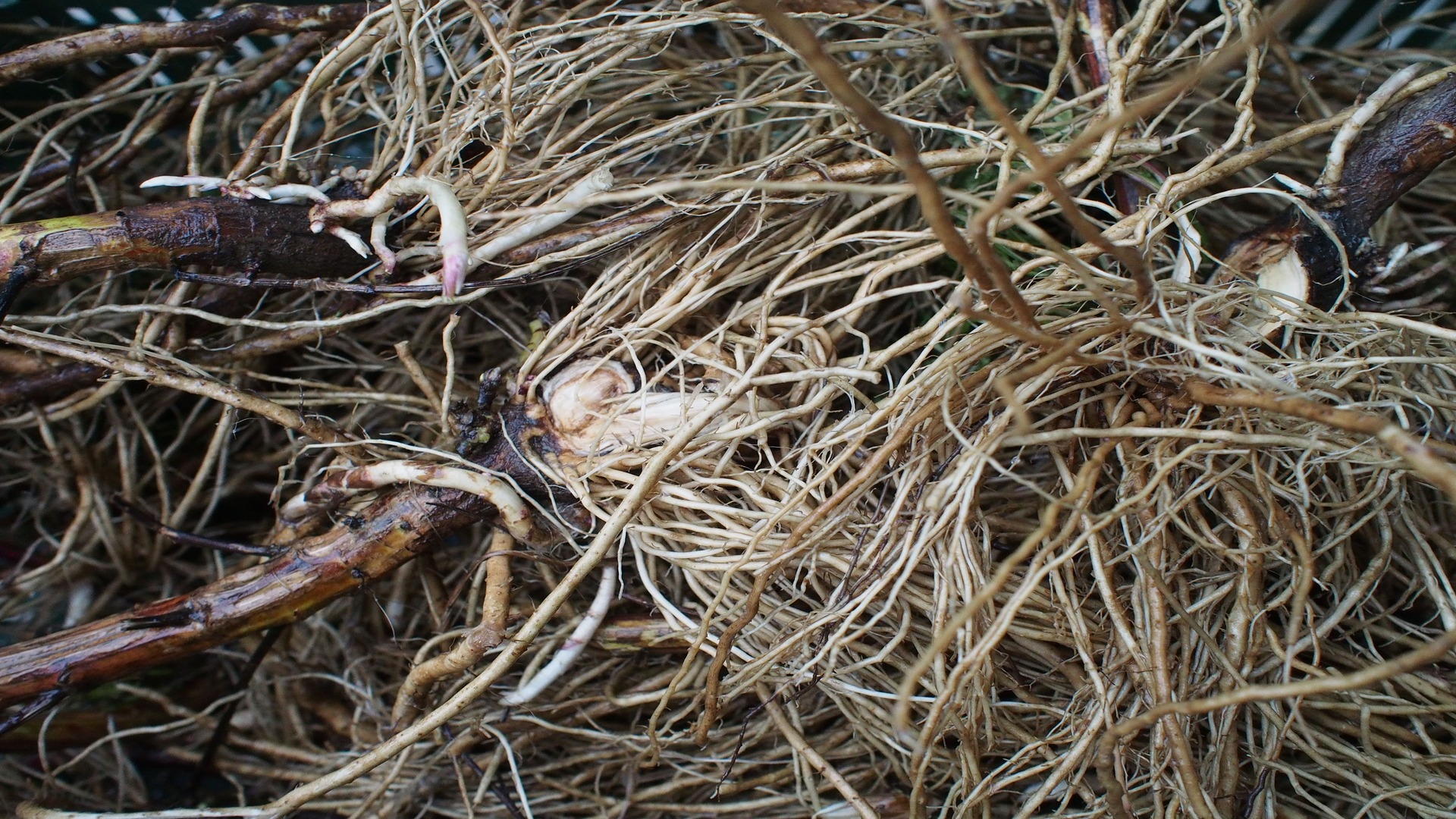 Wurzel des Beifusses, Beifuss, Artemisia vulgaris